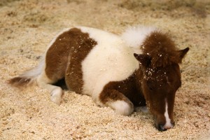 DeScape Animal Bedding